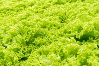 gruptaki Hydroponic Bitki