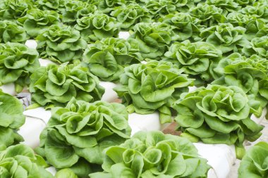 gruptaki Hydroponic Bitki