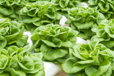 gruptaki Hydroponic Bitki