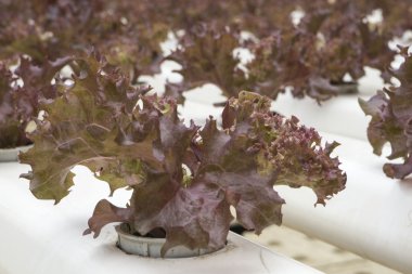gruptaki Hydroponic Bitki