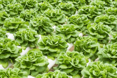 gruptaki Hydroponic Bitki