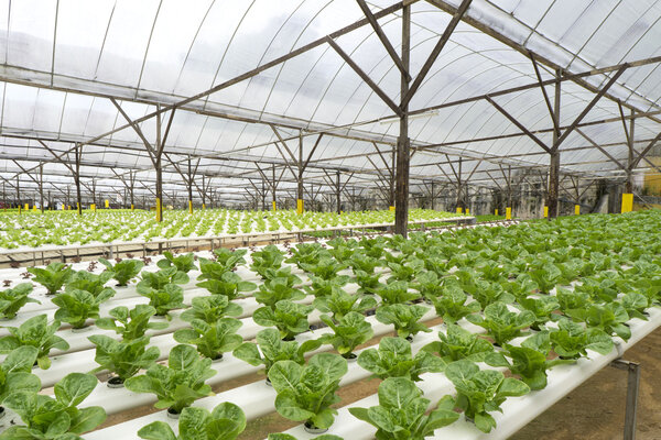 hydroponic plant in the farm