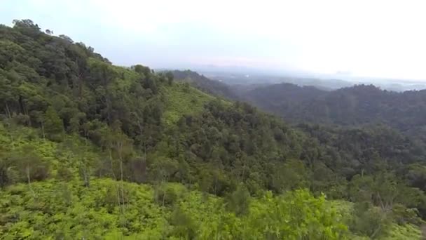 Vue aérienne de la forêt tropicale humide 