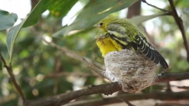 Ortak Iora (Aegithina tiphia tür)