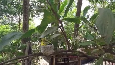 Ortak Iora (Aegithina tiphia tür)