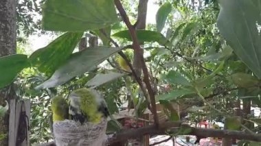 Ortak Iora (Aegithina tiphia tür)