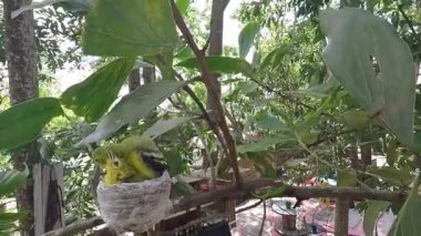 Ortak Iora (Aegithina tiphia tür)