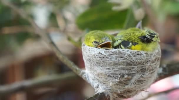 Especie de Iora común (Aegithina tifia ) — Vídeos de Stock