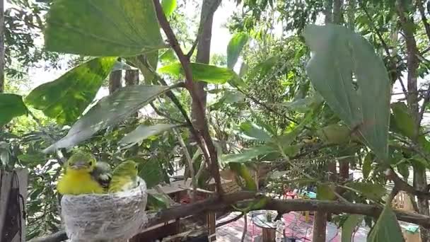 Species of Common Iora (Aegithina tiphia) — Stock Video