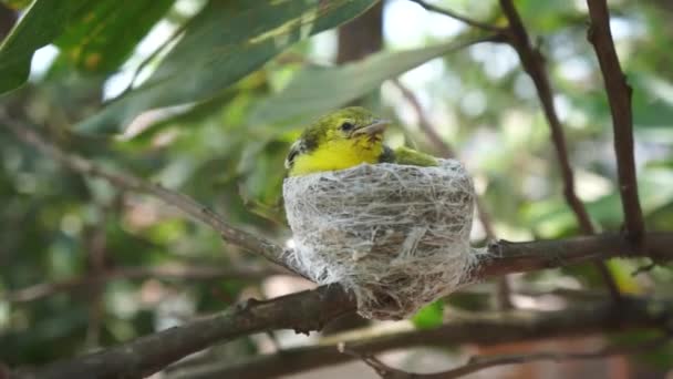 Soorten gemeenschappelijke Iora (Aegithina tiphia) — Stockvideo