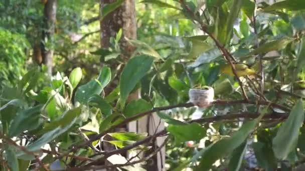 Species of Common Iora (Aegithina tiphia) — Stock Video