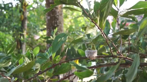 Druhy společných Iora (Aegithina tiphia) — Stock video