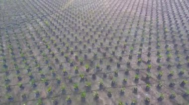 Hurma yağı (Elaeis Guineensis)