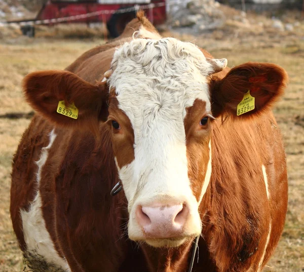 Una vaca en el campo en Estiria, Austria Imágenes de stock libres de derechos