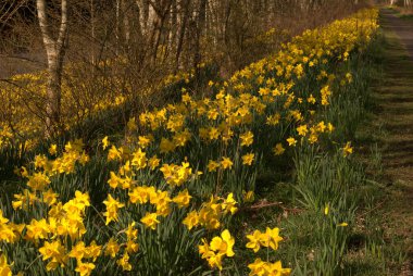 Tweed nehrinin yukarısına bakıyor