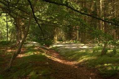 Eski orman manzarası ve Greenlaw yakınlarındaki yabani çiçekler