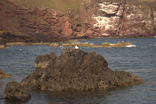 St. Abbs Bay Berwickshire 'da kaya üzerinde martı