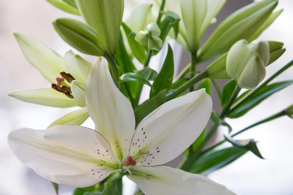 White lilies in a vase — Stock Photo, Image
