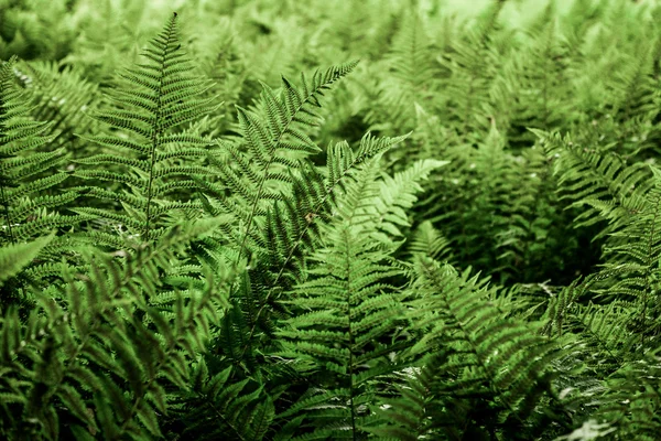 Foglia di felce nella foresta — Foto Stock