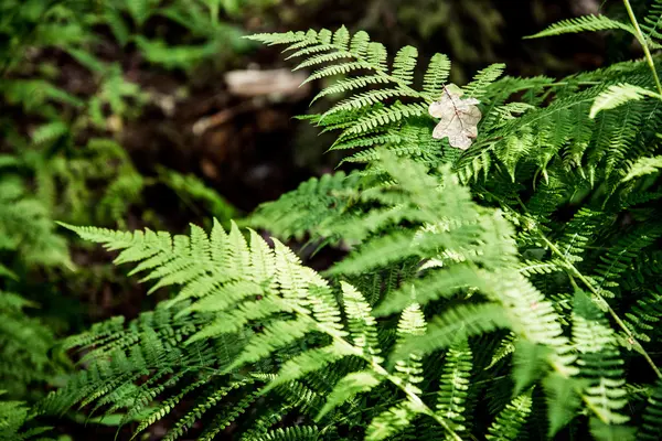 Foglia di felce nella foresta — Foto Stock