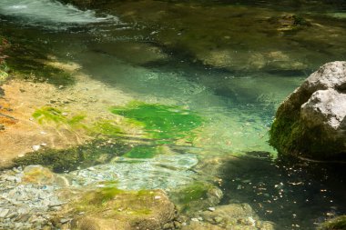 Dağ nehri yeşil ormandan akıyor.