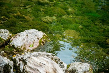 Dağ nehri yeşil ormandan akıyor.