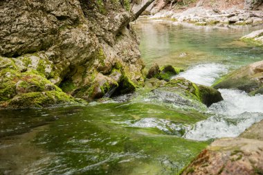Dağ nehri yeşil ormandan akıyor.