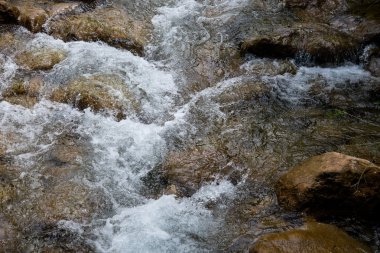 Dağ nehri yeşil ormandan akıyor.