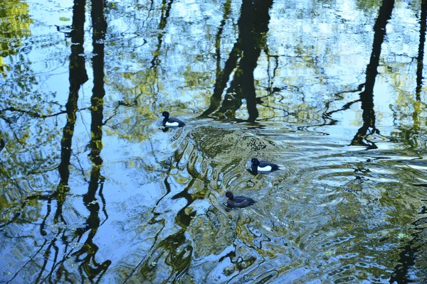 Drei Enten auf der Teichoberfläche — Stockfoto