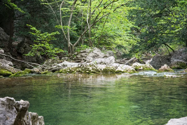 Fiume di montagna che scorre attraverso la foresta verde — Foto Stock