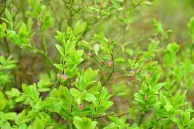 Olgun yaban mersini yeşil çalı