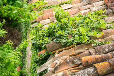 yeşil bitkilerle kaplı kiremit