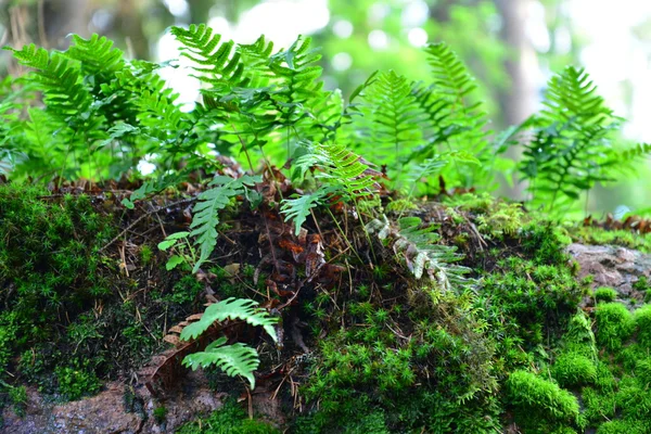 Foglia di felce nella foresta — Foto Stock