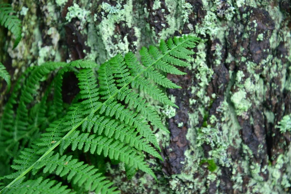 Foglia di felce nella foresta — Foto Stock