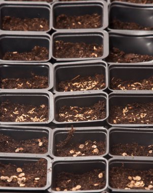 Tohumlara ekilmiş farklı bir tohumun yakından çekimi.