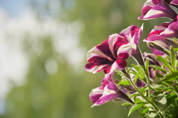 Close Shot Beautiful White Pink Flowers Petunia Hybrida Surfinia Smaller — ストック写真