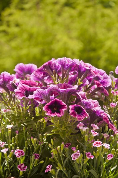 Gros Plan Belles Fleurs Roses Petunia Hybrida Surfinia Avec Petites — Photo