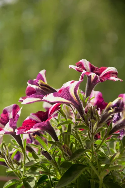 Gros Plan Belles Fleurs Blanches Roses Petunia Hybrida Surfinia Avec — Photo