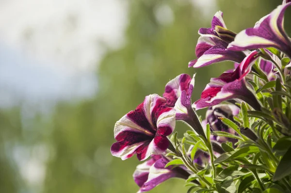 Petunia Hibrida Surfinia Nın Güzel Beyaz Pembe Çiçeklerini Yakın Plan — Stok fotoğraf