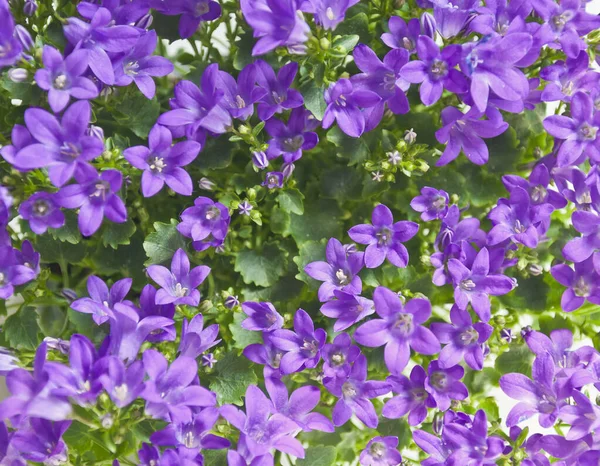 Closeup Shot Many Little Campanula Flowers — Stock Photo, Image