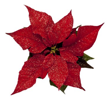 Euphorbia Pulcherrima