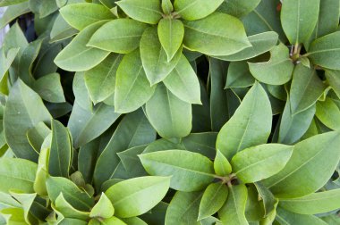 yeşil bitkiler arka plan