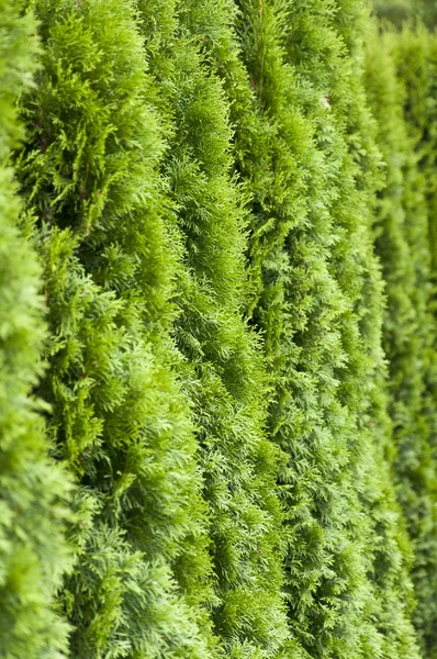 Cerca verde close-up — Fotografia de Stock