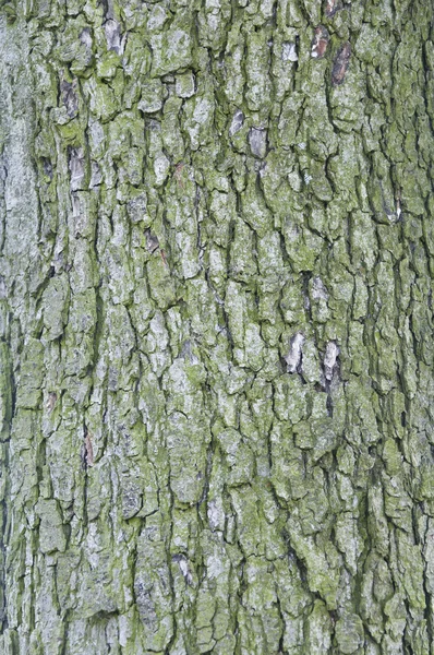 Gamla träd bark konsistens — Stockfoto