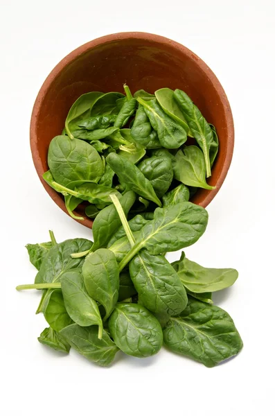 Spinach — Stock Photo, Image