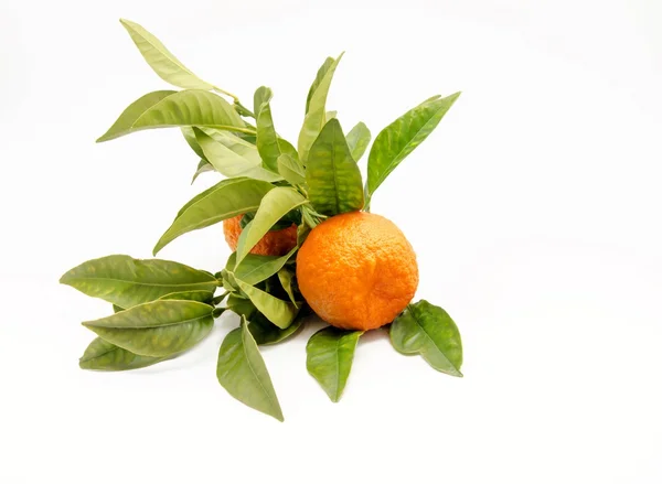 Orangen — Stockfoto