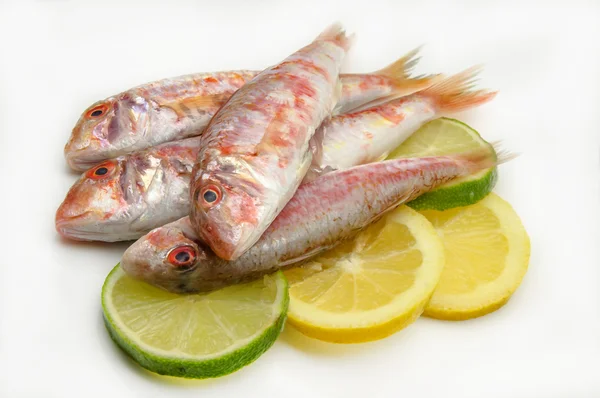 Fresh red mullet — Stock Photo, Image