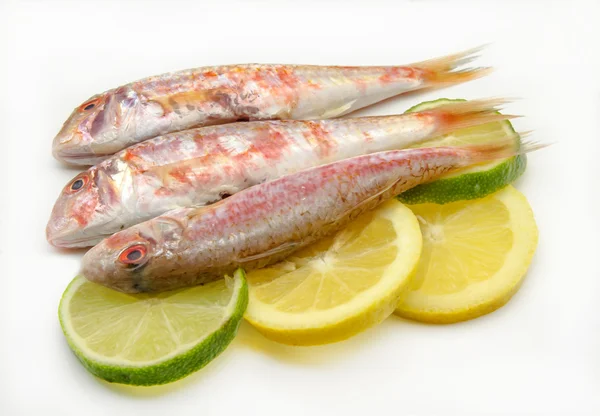 Fresh red mullet — Stock Photo, Image