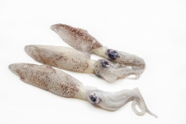  fresh squid