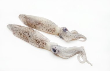  fresh squid